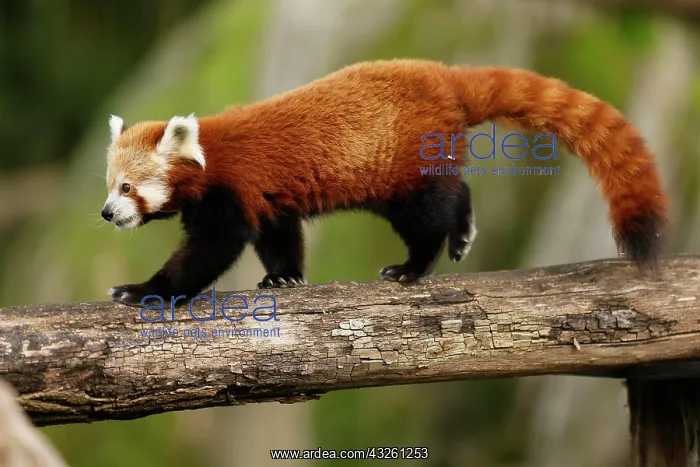 : Red panda (Ailurus fulgens fulgens) on a tree trunk : Red panda (Ailurus fulgens fulgens) on a tree trunk