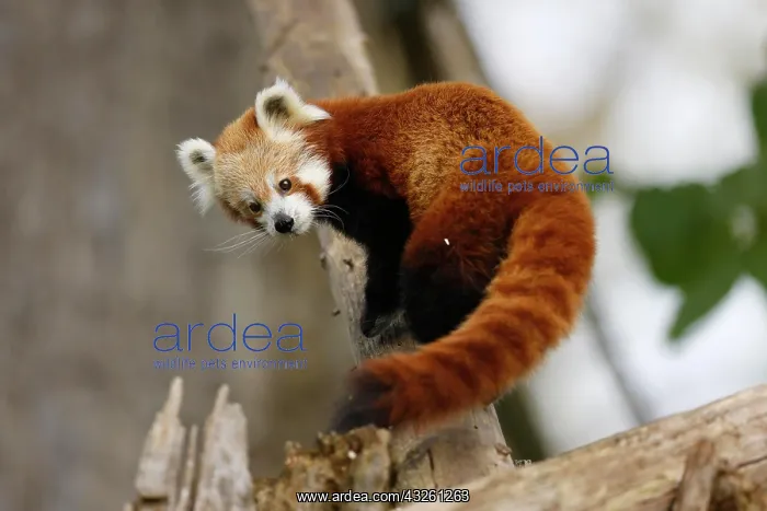 : Red panda (Ailurus fulgens fulgens) on a tree trunk : Red panda (Ailurus fulgens fulgens) on a tree trunk