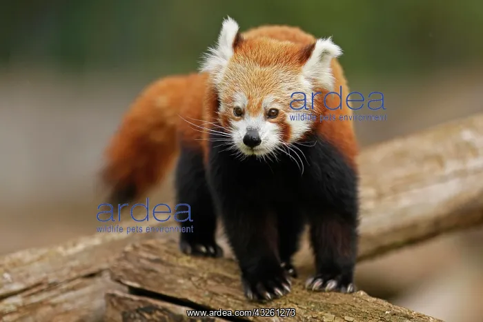 : Red panda (Ailurus fulgens fulgens) on a tree trunk : Red panda (Ailurus fulgens fulgens) on a tree trunk