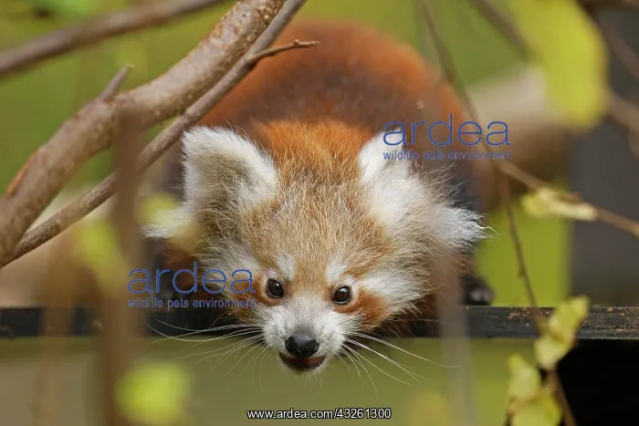 : Red panda (Ailurus fulgens fulgens) young, animal portrait : Red panda (Ailurus fulgens fulgens) young, animal portrait