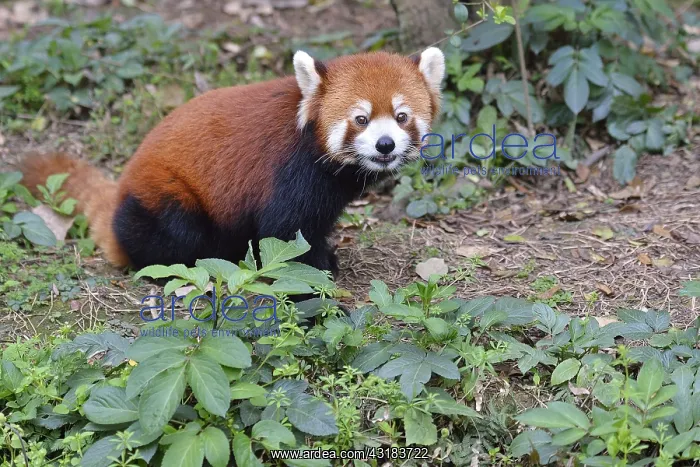 : Red panda (Ailurus fulgens) on ground, Chengdu Research : Red panda (Ailurus fulgens) on ground, Chengdu Research