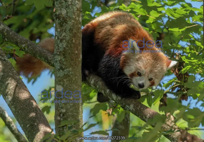: A red panda, Ailurus fulgens, in maple tree : A red panda, Ailurus fulgens, in maple tree