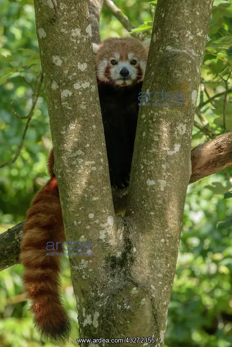 : A red panda, Ailurus fulgens, in maple tree : A red panda, Ailurus fulgens, in maple tree