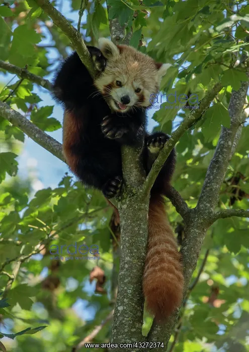 : A red panda, Ailurus fulgens, in maple tree : A red panda, Ailurus fulgens, in maple tree