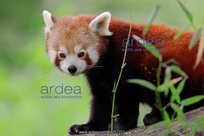 : Red Panda (Ailurus fulgens), native to China, captive : Red Panda (Ailurus fulgens), native to China, captive