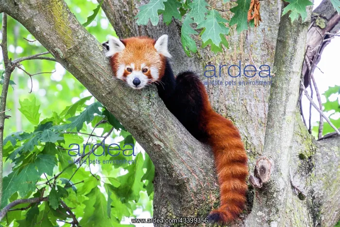 : Red panda (Ailurus Fulgens) - - portrait. Cute animal : Red panda (Ailurus Fulgens) - - portrait. Cute animal