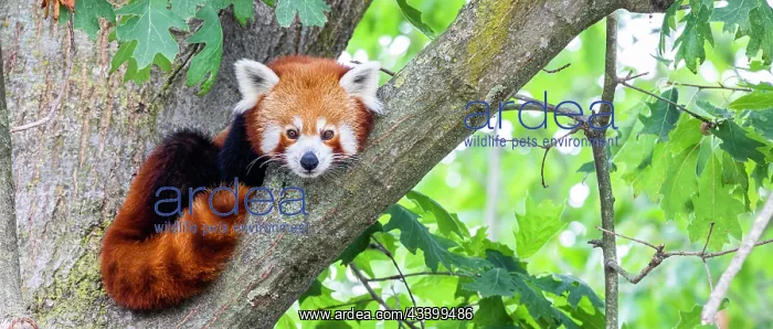: Red panda (Ailurus Fulgens) - - portrait. Cute animal : Red panda (Ailurus Fulgens) - - portrait. Cute animal