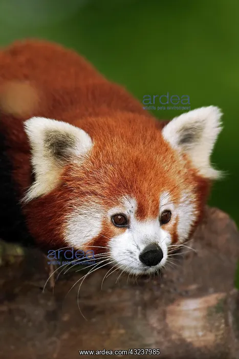 : Red Panda (ailurus fulgens), Portrait of Adult : Red Panda (ailurus fulgens), Portrait of Adult