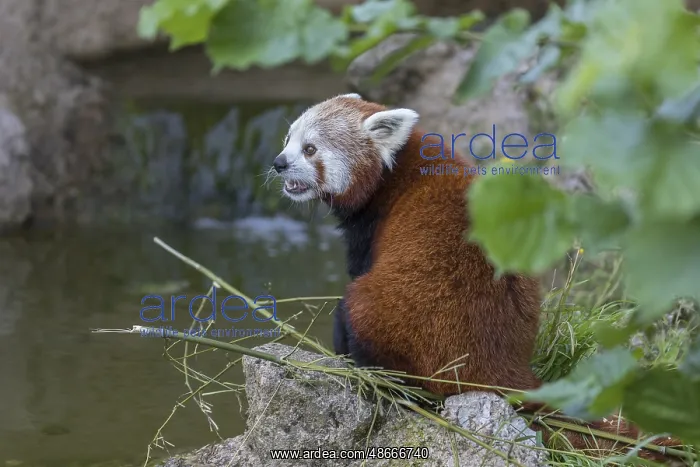 : One red panda, Ailurus fulgens, sitting riverside on a rock : One red panda, Ailurus fulgens, sitting riverside on a rock