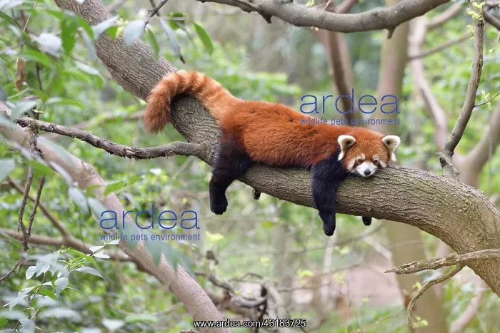 : Red panda (Ailurus fulgens) sleeping on a branch : Red panda (Ailurus fulgens) sleeping on a branch