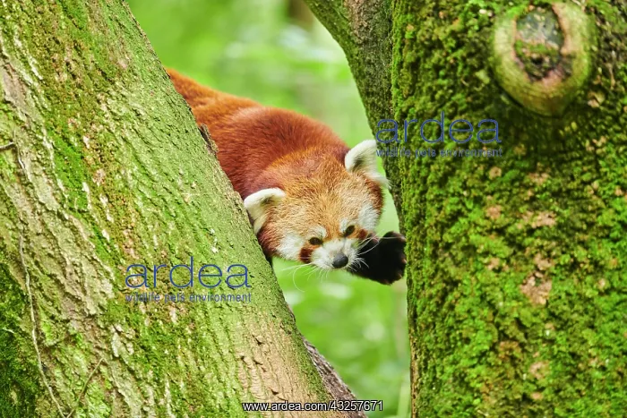 : Red panda (Ailurus fulgens), on a tree, captive : Red panda (Ailurus fulgens), on a tree, captive