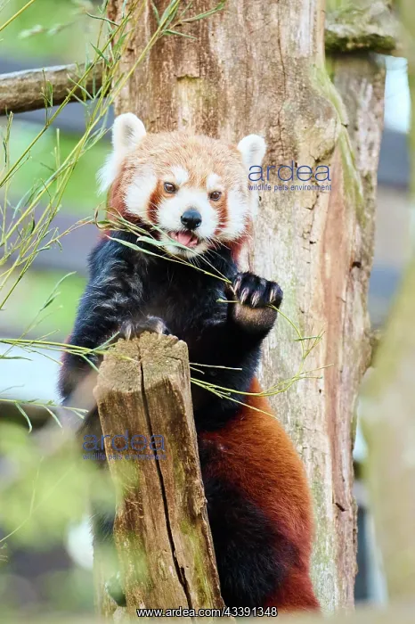 : Red panda (Ailurus fulgens) in a tree, captive : Red panda (Ailurus fulgens) in a tree, captive