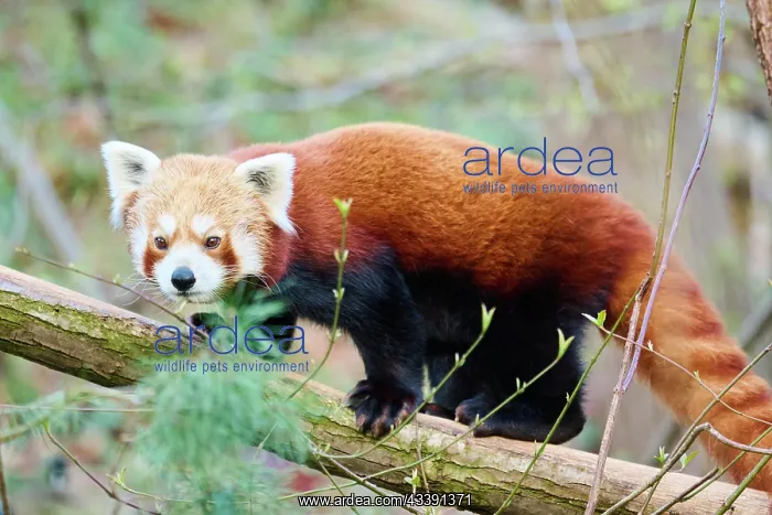 : Red panda (Ailurus fulgens) in a tree, captive : Red panda (Ailurus fulgens) in a tree, captive