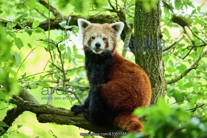  : Red panda (Ailurus fulgens) in a tree, captive