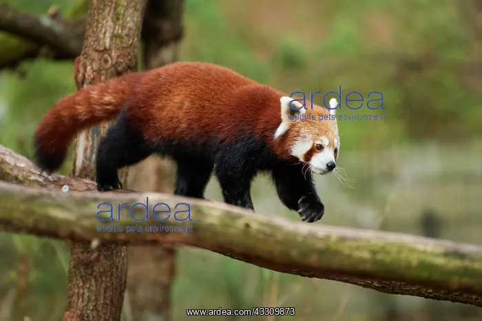 : Red panda (Ailurus fulgens), walking on a branch : Red panda (Ailurus fulgens), walking on a branch