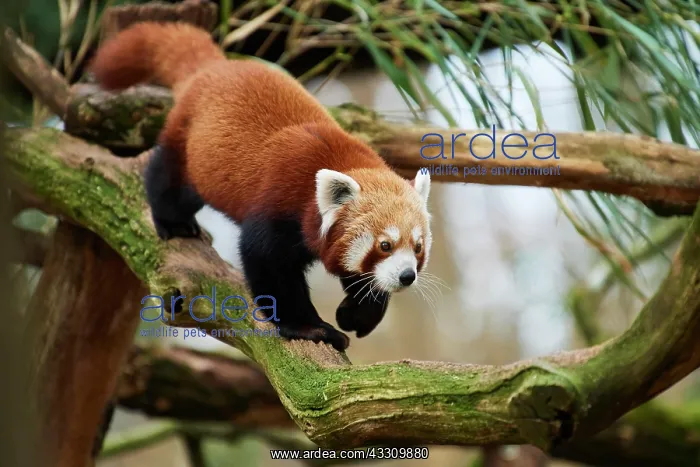 : Red panda (Ailurus fulgens), walking on a branch : Red panda (Ailurus fulgens), walking on a branch