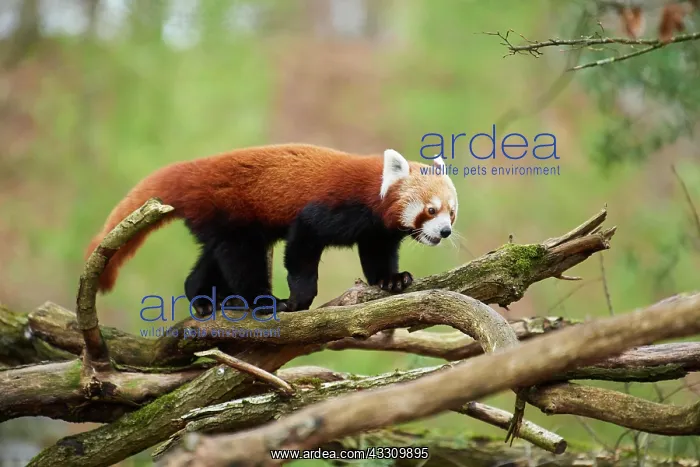 : Red panda (Ailurus fulgens), walking on a branch : Red panda (Ailurus fulgens), walking on a branch