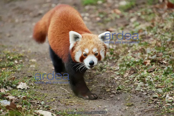 : Red panda (Ailurus fulgens), walking on the ground : Red panda (Ailurus fulgens), walking on the ground