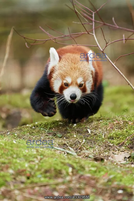 : Red panda (Ailurus fulgens), walking on the ground : Red panda (Ailurus fulgens), walking on the ground