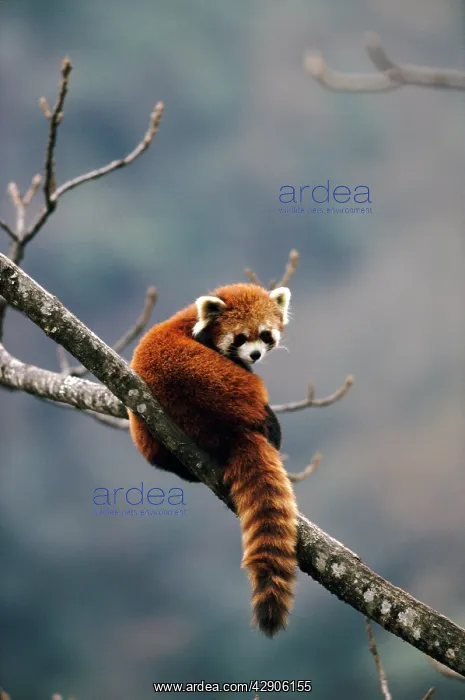 : RED PANDA - on branch : RED PANDA - on branch
