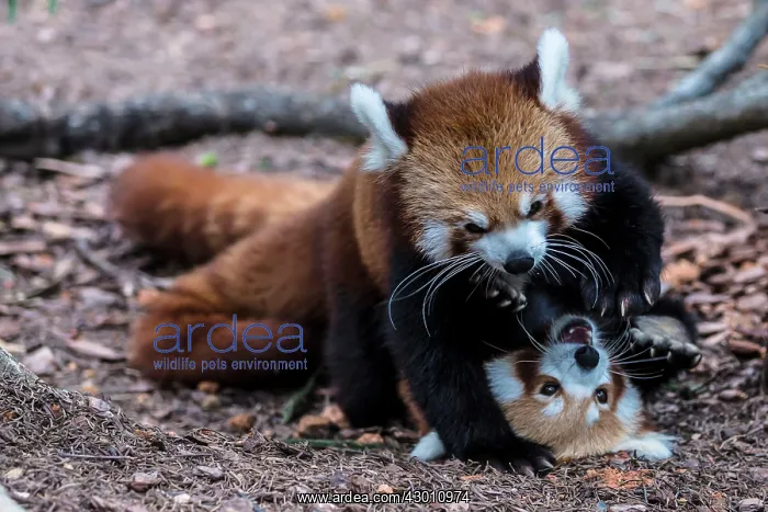 : Red Panda female pushing advancing male away Republic : Red Panda female pushing advancing male away Republic