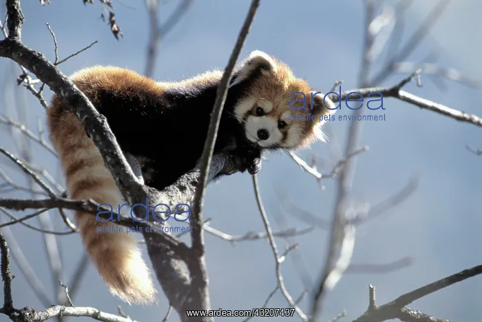 : Red Panda, Firefox, or Lesser Panda (Ailurus fulgens) : Red Panda, Firefox, or Lesser Panda (Ailurus fulgens)