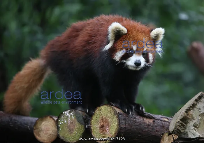 : The Red panda at the Giant Panda Protection : The Red panda at the Giant Panda Protection