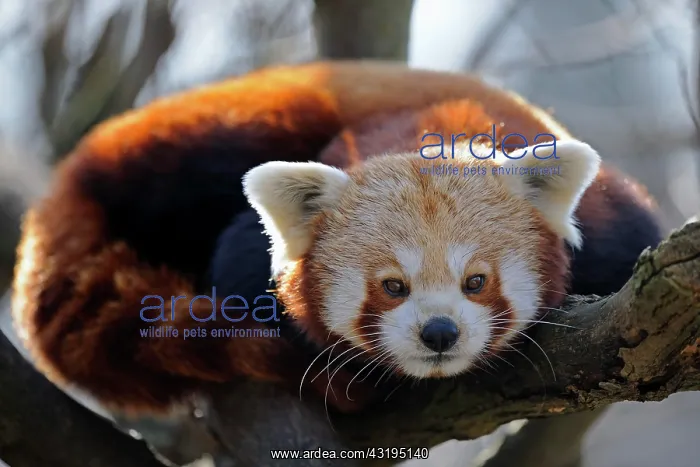 : Red Panda or Lesser Panda (Ailurus fulgens) : Red Panda or Lesser Panda (Ailurus fulgens)