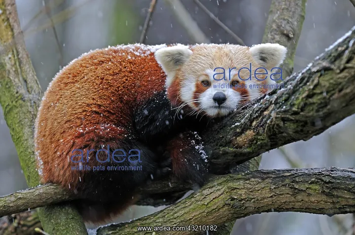 : Red Panda, Lesser Panda (Ailurus fulgens) in winter : Red Panda, Lesser Panda (Ailurus fulgens) in winter