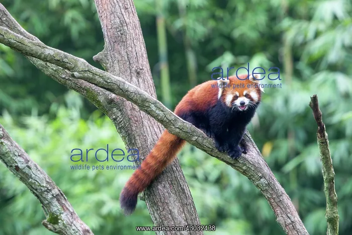 : Red Panda / Lesser Panda / Red Bear-cat / Red Cat-Bear : Red Panda / Lesser Panda / Red Bear-cat / Red Cat-Bear