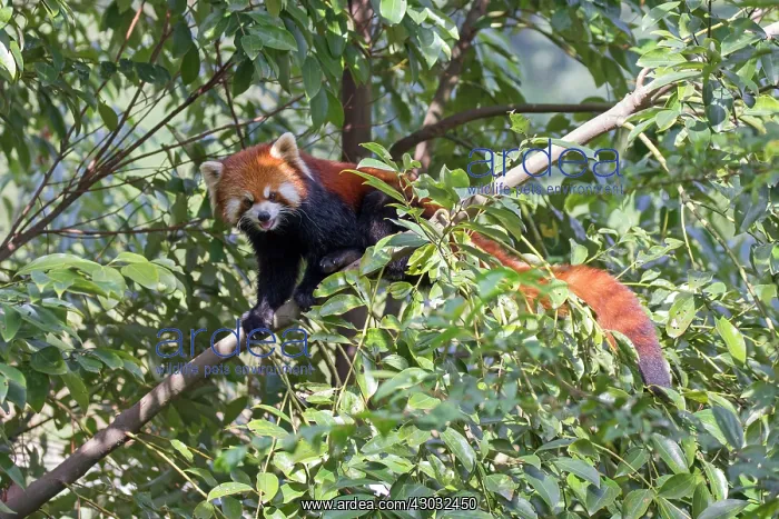 : Red Panda / Lesser Panda / Red Bear-cat / Red Cat-Bear : Red Panda / Lesser Panda / Red Bear-cat / Red Cat-Bear