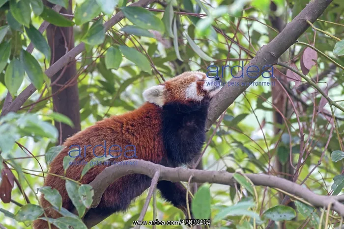 : Red Panda / Lesser Panda / Red Bear-cat / Red Cat-Bear : Red Panda / Lesser Panda / Red Bear-cat / Red Cat-Bear