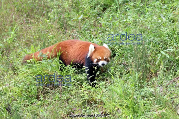 : Red Panda / Lesser Panda / Red Bear-cat / Red Cat-Bear : Red Panda / Lesser Panda / Red Bear-cat / Red Cat-Bear