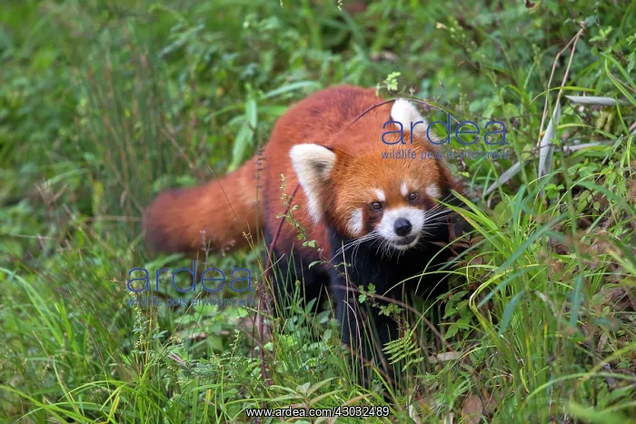 : Red Panda / Lesser Panda / Red Bear-cat / Red Cat-Bear : Red Panda / Lesser Panda / Red Bear-cat / Red Cat-Bear