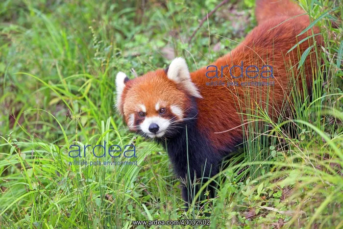 : Red Panda / Lesser Panda / Red Bear-cat / Red Cat-Bear : Red Panda / Lesser Panda / Red Bear-cat / Red Cat-Bear