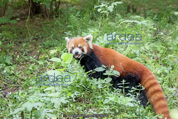 : Red Panda / Lesser Panda / Red Bear-cat / Red Cat-Bear : Red Panda / Lesser Panda / Red Bear-cat / Red Cat-Bear