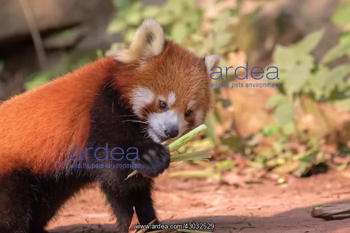 : Red Panda / Lesser Panda / Red Bear-cat / Red Cat-Bear : Red Panda / Lesser Panda / Red Bear-cat / Red Cat-Bear