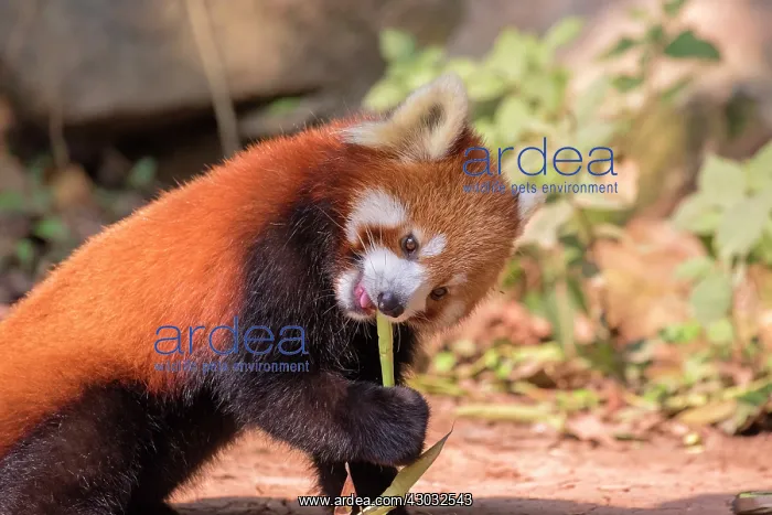 : Red Panda / Lesser Panda / Red Bear-cat / Red Cat-Bear : Red Panda / Lesser Panda / Red Bear-cat / Red Cat-Bear