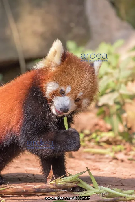 : Red Panda / Lesser Panda / Red Bear-cat / Red Cat-Bear : Red Panda / Lesser Panda / Red Bear-cat / Red Cat-Bear