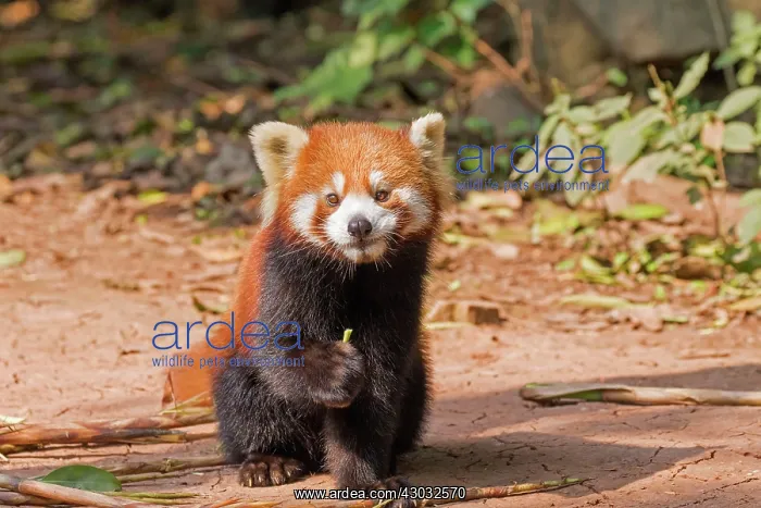 : Red Panda / Lesser Panda / Red Bear-cat / Red Cat-Bear : Red Panda / Lesser Panda / Red Bear-cat / Red Cat-Bear