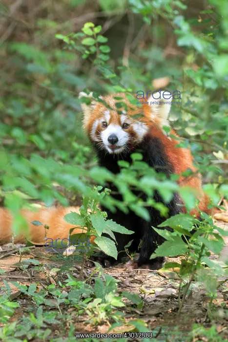 : Red Panda / Lesser Panda / Red Bear-cat / Red Cat-Bear : Red Panda / Lesser Panda / Red Bear-cat / Red Cat-Bear