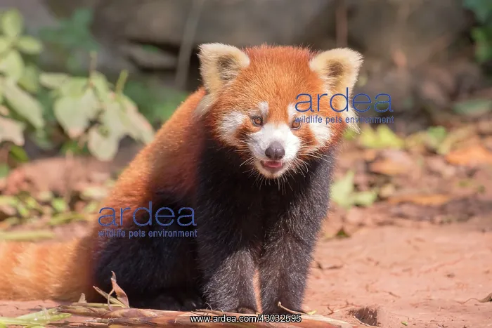 : Red Panda / Lesser Panda / Red Bear-cat / Red Cat-Bear : Red Panda / Lesser Panda / Red Bear-cat / Red Cat-Bear