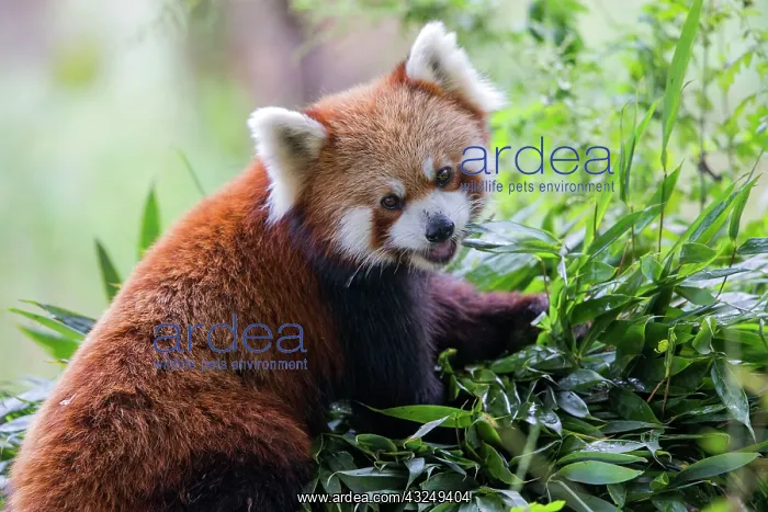: Red Panda / Lesser Panda / Red Bear-cat / Red Cat-Bear : Red Panda / Lesser Panda / Red Bear-cat / Red Cat-Bear