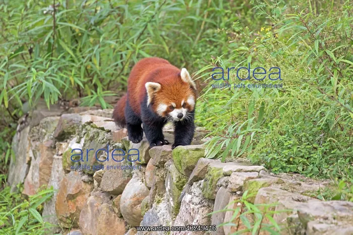 : Red Panda / Lesser Panda / Red Bear-cat / Red Cat-Bear : Red Panda / Lesser Panda / Red Bear-cat / Red Cat-Bear