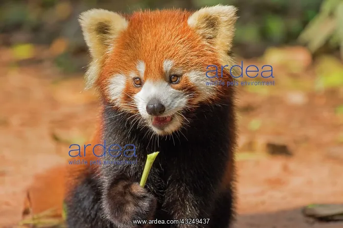 : Red Panda / Lesser Panda / Red Bear-cat / Red Cat-Bear : Red Panda / Lesser Panda / Red Bear-cat / Red Cat-Bear