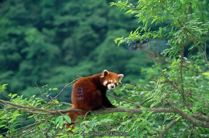 : Red Panda / Lesser Panda / Red Cat-bear : Red Panda / Lesser Panda / Red Cat-bear