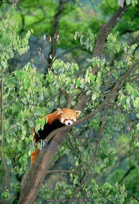 : Red Panda / Lesser Panda / Red Cat-bear : Red Panda / Lesser Panda / Red Cat-bear