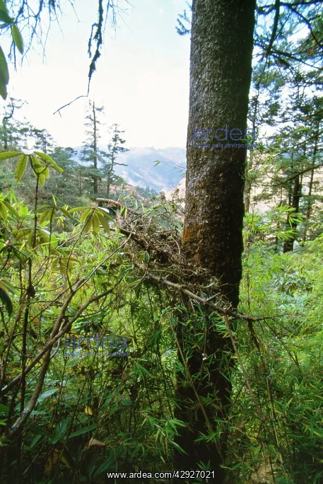  : Red Panda  /  Lesser Panda  /  Red Cat-bear Nest