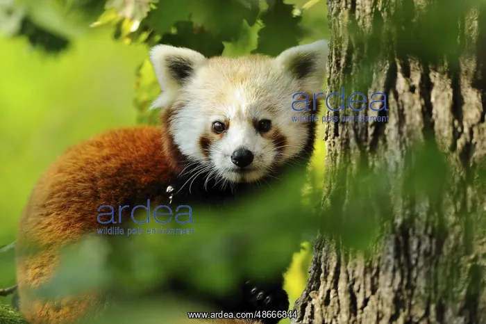: Red panda looking curiously from behind a tree, Red panda : Red panda looking curiously from behind a tree, Red panda