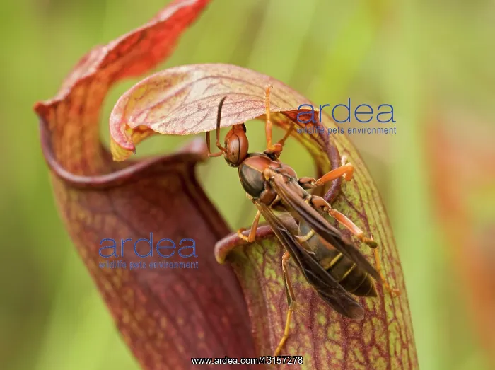 : A Red Paper Wasp : A Red Paper Wasp